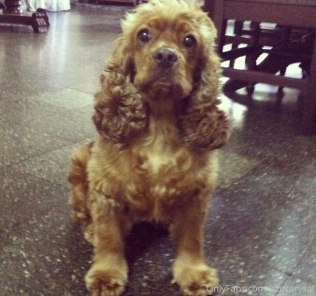 Azucarysal star du porno belle galeries