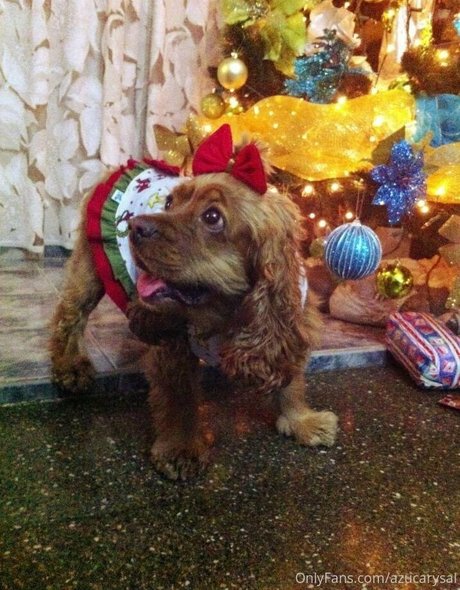 Azucarysal étoile magnifique galeries