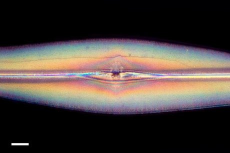 GoshaBaby star du porno de haute qualité photo