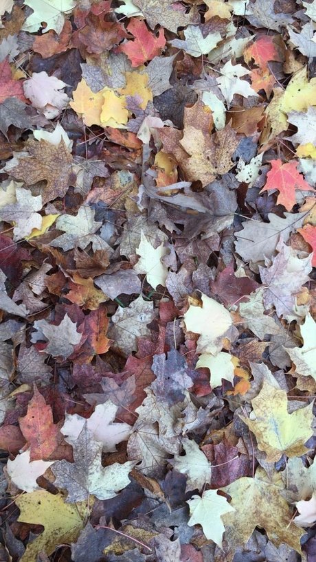 Mae Lyne_ star du porno gratuit photo