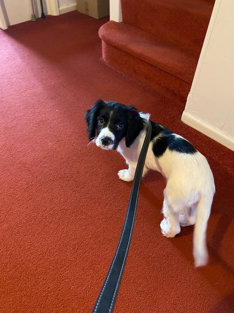 victoria preece étoile adulte img