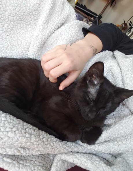 molotovcocktease jolie star du porno collection