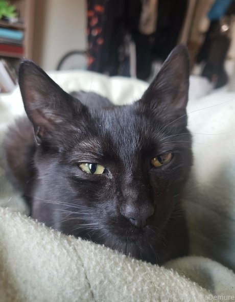 molotovcocktease star du sexe photos