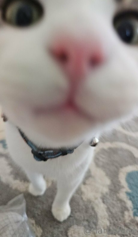 haruphine star du porno image