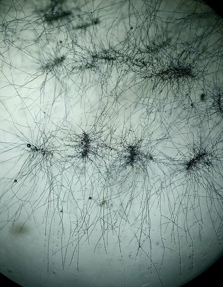 freesexypsychedelic modèle magnifique images