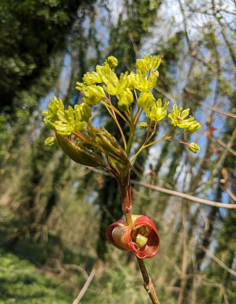 nataliewinz star du porno érotique galerie