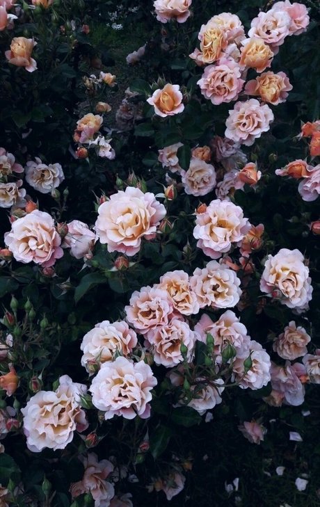 fans de nains à gros seins uniquement porno chaud galerie