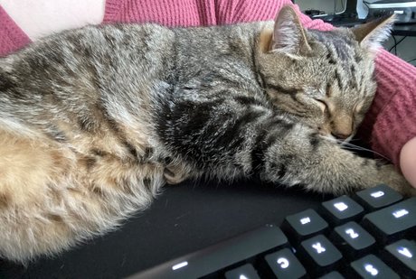 Alice in Bliss étoile hd galerie