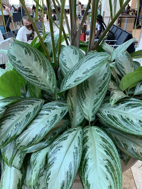 Only Plants sexe star des photos