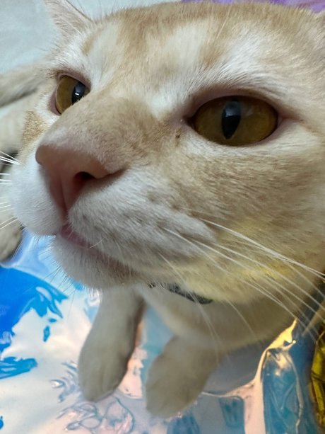 Asagi modèle magnifique photo