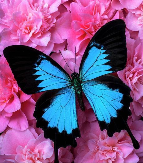 Panda Pawz actrice hd images