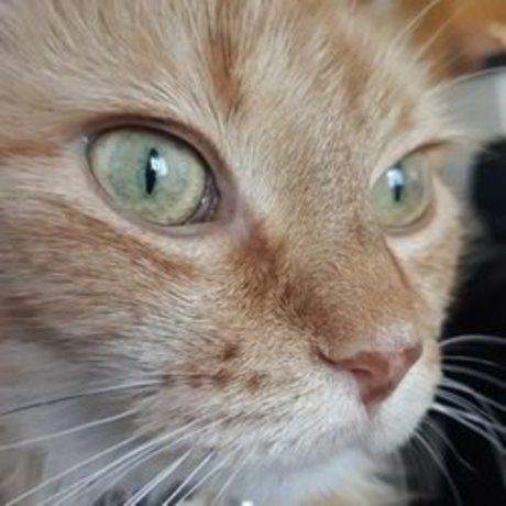 CjCumins star pornographique galerie