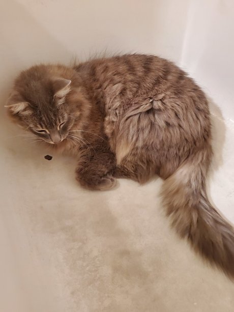 Kitty Blue modèle adulte galerie