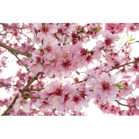 pink mochi xxx star du porno galerie