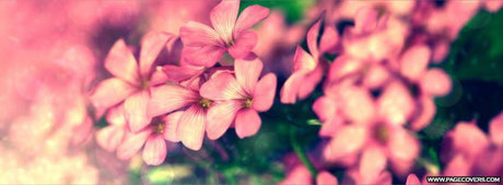 cutie pie meilleure star du porno images