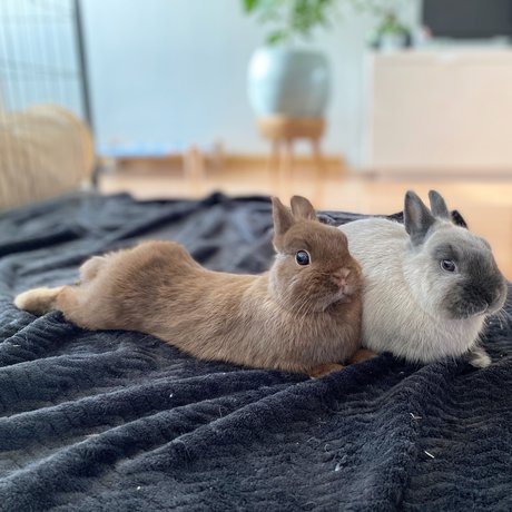 Ponzu amp amp Mocha star du porno belle collection