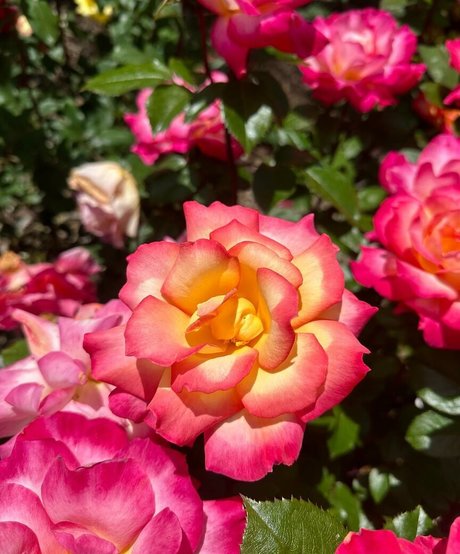 Nikita Sullivan actrice xxx collection