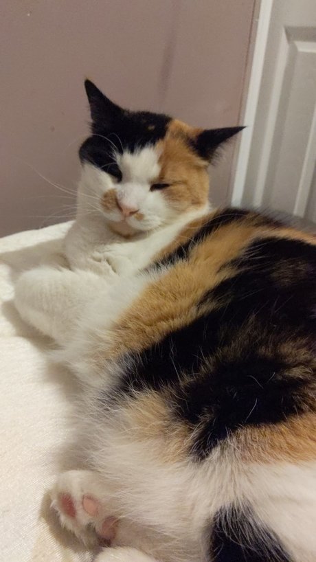 Chillingwithcats nus star du porno photo