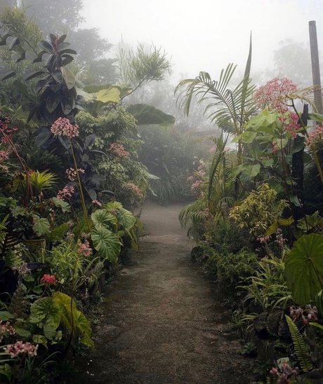 Depeche Ho étoile adulte photo