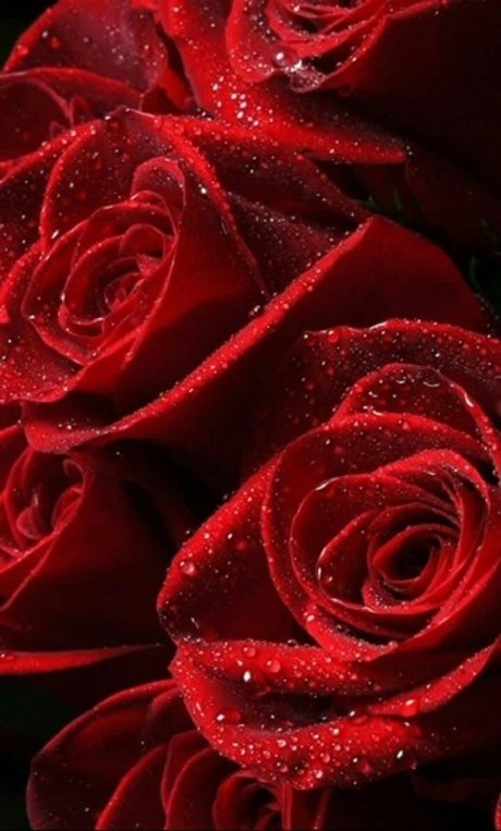 OfficialPrettyRed meilleure star du porno photos