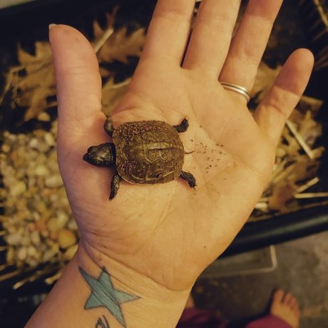 Rebel girl next door star du porno archive