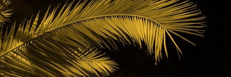 Oh Nose star du porno images