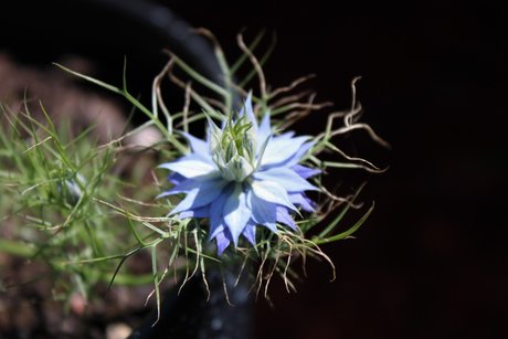 Rude actrice artistique archive