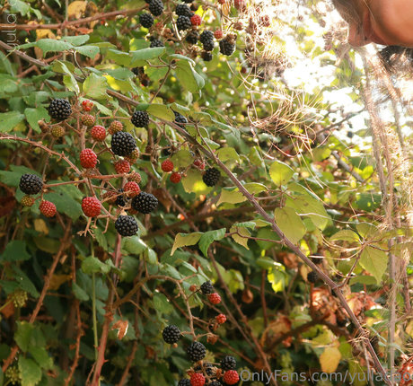 yulladao star du porno hd img