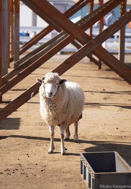 rikakodesu actrice sexy photo