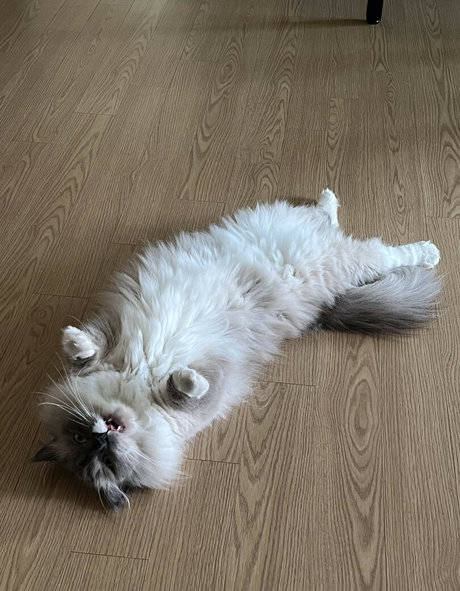 hinachan01 jolie star du porno collection