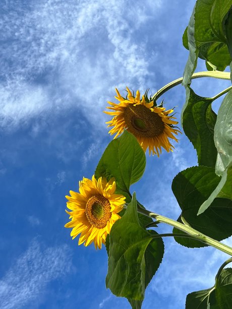 Szafyna star du porno parfaite img