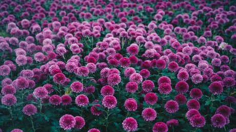 Dalila Better haut de star du porno image