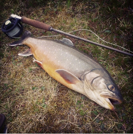 OnlyFish étoile hd galerie