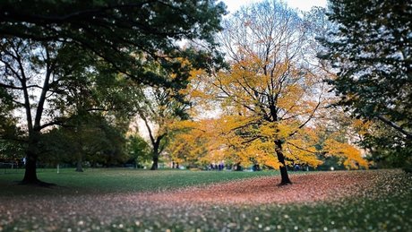 Josh Pink étoile de l'art galerie