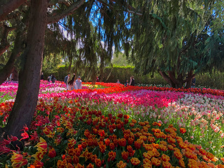 Han_ actrice adulte photo