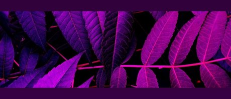 Soda Ghoul belle étoile des photos