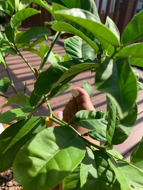 Lyn Red jolie actrice des photos