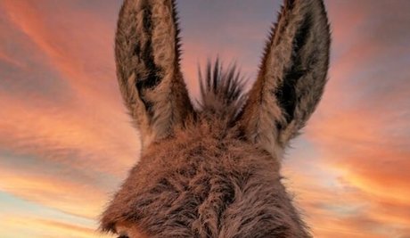 Burro Donkey top star img