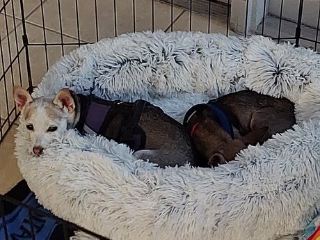 Pica amp amp Kelly étoile adulte archive