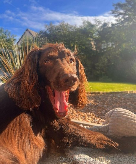 leorose02 xxx étoile des photos