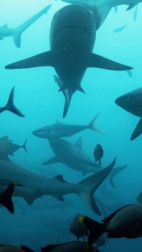 short n sweet meilleure étoile img