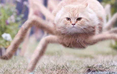 14k top star galeries