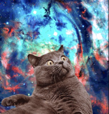 Shanikua haut de star du porno collection