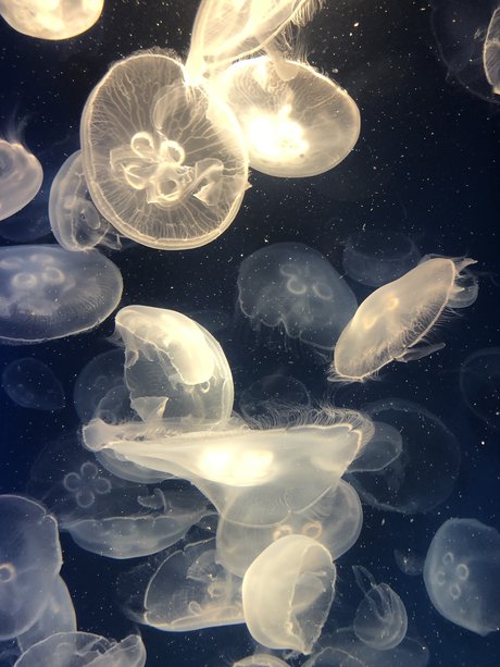 mihokodrive haut de star du porno photos