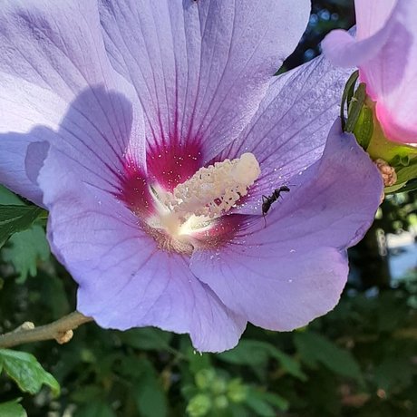 Princess Peech modèle exclusif des photos