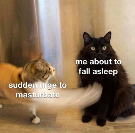 Akashakaim star du porno xxx des photos