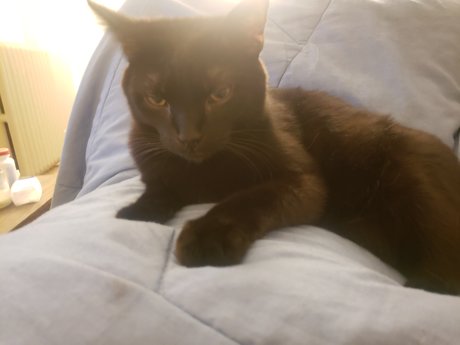 Pika Good Boy actrice de grande qualité img