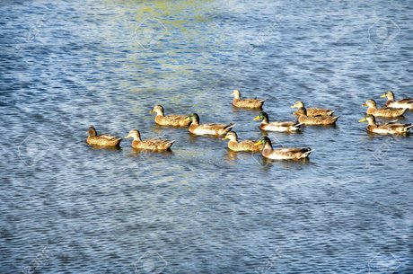 Jay D Quackers actrice pornographique photo