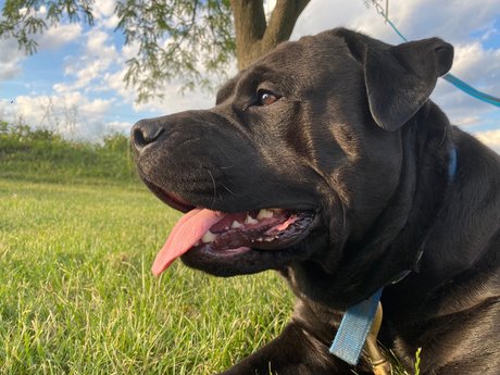 Mafia star du porno nue img