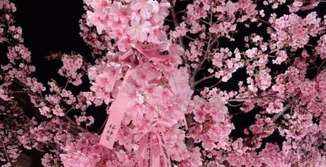 Mis Philomena beau modèle photo